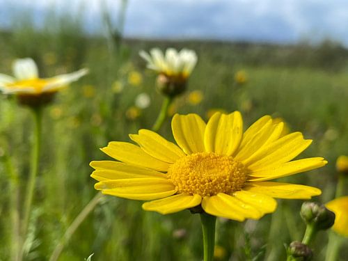 Yellow Wild Flower