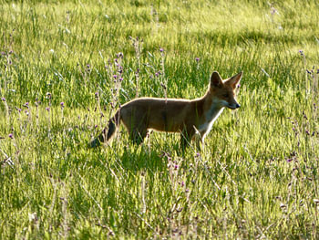 Fuchs