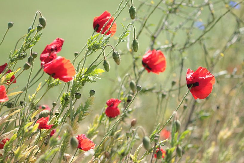Poppies by Arjo van Timmeren