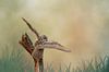 Een gedetailleerde Oehoe met gespreide vleugels land op een boomstronk. Bruin gele lucht met gras in van Gea Veenstra thumbnail
