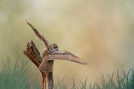 Un hibou grand-duc détaillé, aux ailes déployées, se pose sur une souche d'arbre. Ciel jaune brun av par Gea Veenstra Aperçu