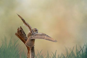 Un hibou grand-duc détaillé, aux ailes déployées, se pose sur une souche d'arbre. Ciel jaune brun av