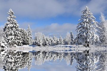 First snow on the forest by Claude Laprise