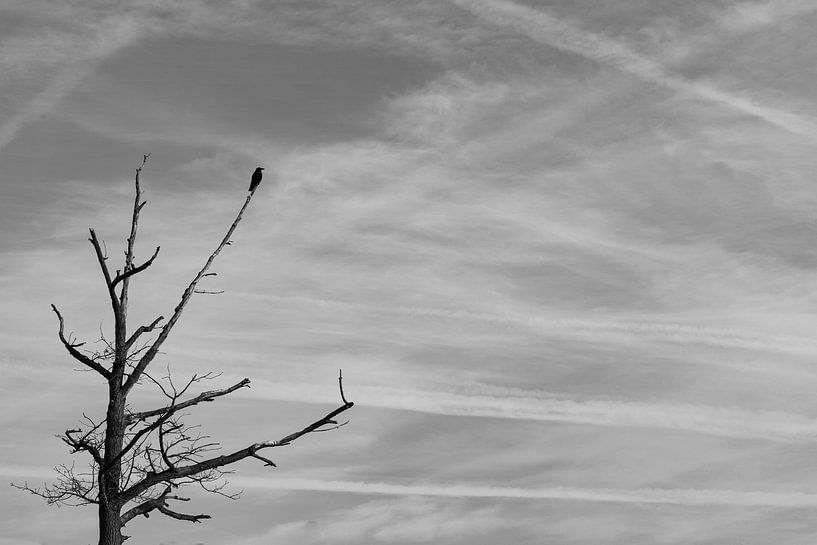 Wisdom in overview by Rudy Tunderman