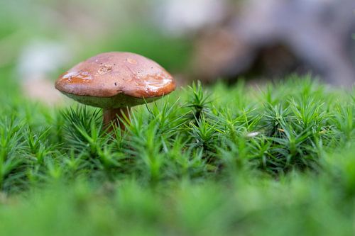 Paddestoel in het liesbos