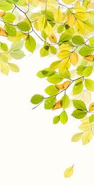 Charme sur Fionna Bottema