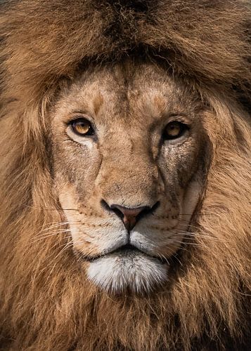 The King van Anna Stelloo