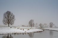 Schapen in winters tafereel by Moetwil en van Dijk - Fotografie thumbnail