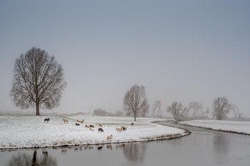 Schapen in winters tafereel von Moetwil en van Dijk - Fotografie
