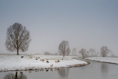 Schapen in winters tafereel