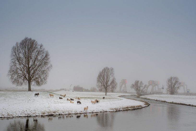 Schapen in winters tafereel by Moetwil en van Dijk - Fotografie