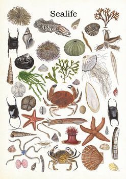 Sealife 2 (marine life 2)