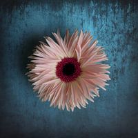 Barberton-Gerbera