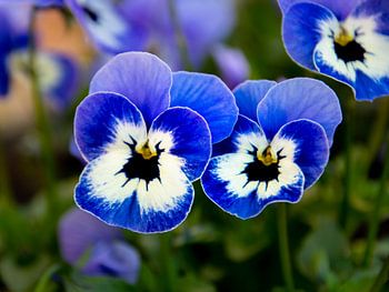 blue Pansy