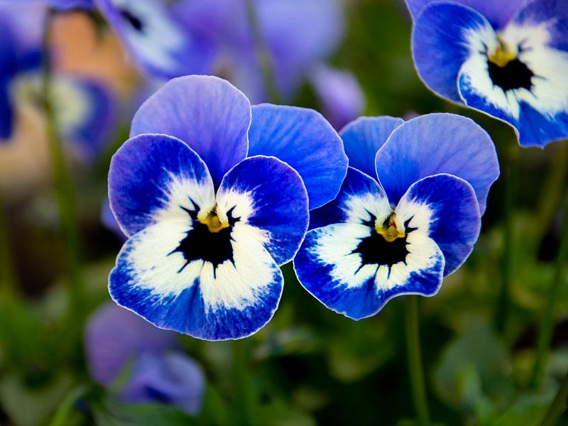 Viooltjesblauw van Martin Haunhorst