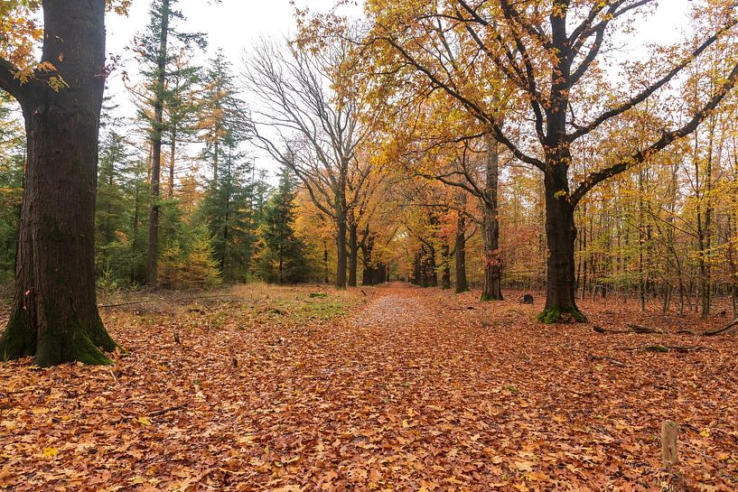 Autumn picture by Merijn Loch