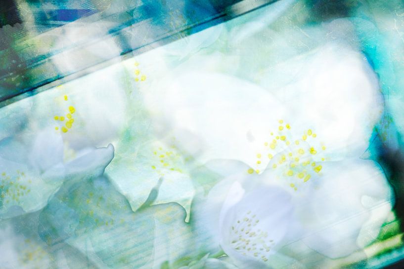 jasmijn van fantasina