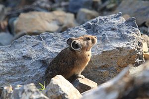 Pika Glacier National Park  Montana USA