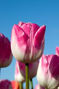 Roze tulp tussen roze tulpen
