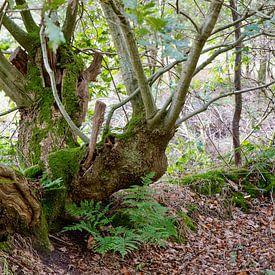 Old and gnarled but full of zest for life by Tjamme Vis