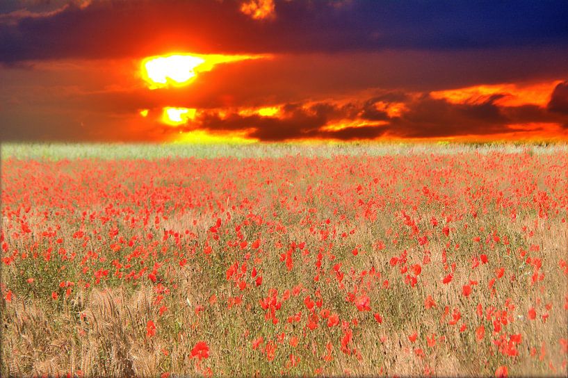Sunset des coquelicots par Edgar Schermaul