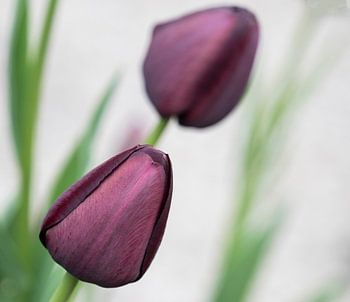 OLYMPUS DIGITALKAMERA