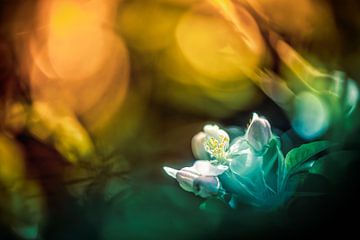 Apple blossom in magical light by Nicc Koch