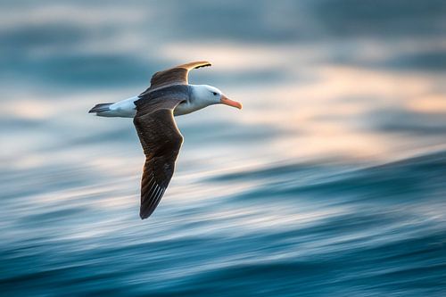 Zwartkopalbatros (Thalassarche melanophris)
