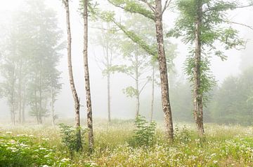 Frisch, grün und im Nebel von Laura Vink