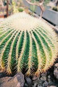 Cactus sphérique en gros plan dans une serre de jardin