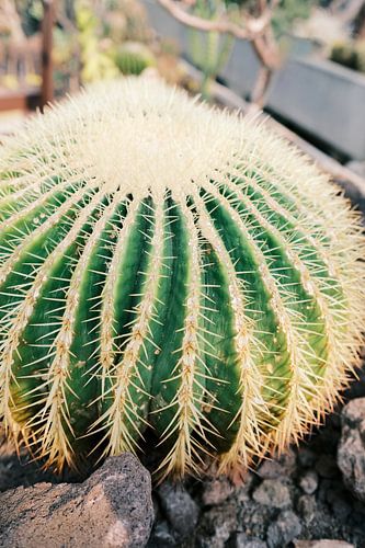 Close-up Bol Cactus in Tuinkas