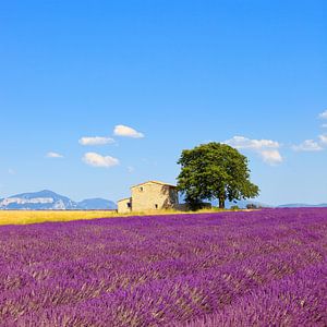 Feld mit Lavendelblüten, Haus und Baum. Provence, Frankreich
