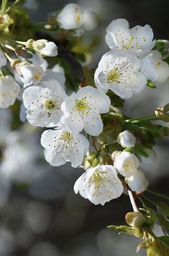 Blütentraum von Violetta Honkisz