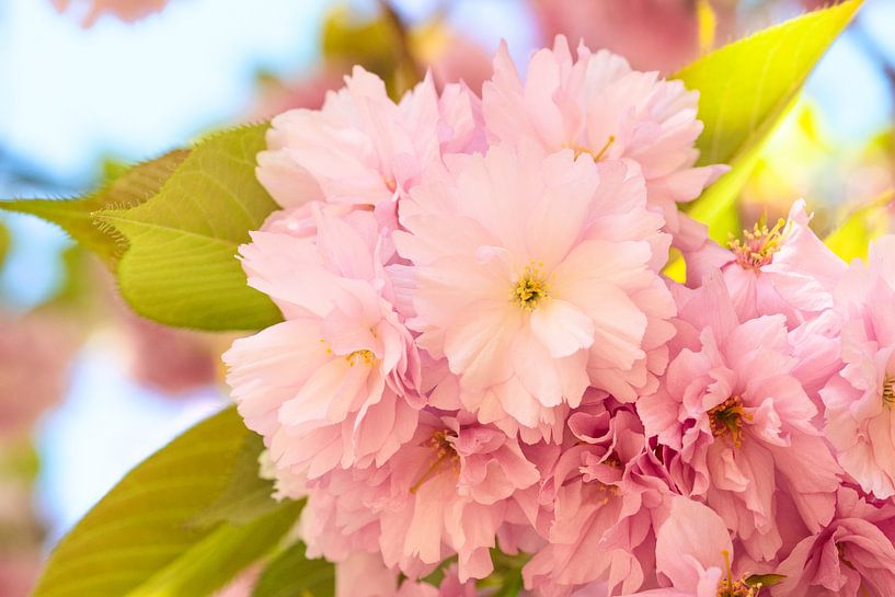 Blossoming branches by André Scherpenberg