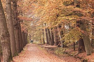 Herbstfarben im Park um Schloss Broekhuizen