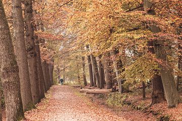 Couleurs d'automne dans le parc autour du château de Broekhuizen sur Peter Haastrecht, van