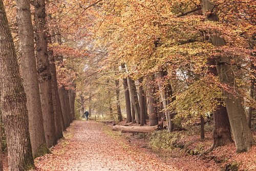 Herfst kleuren in het park rond kasteel Broekhuizen