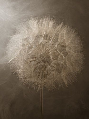 Together as one in the light: Silence for letting go by Marjolijn van den Berg