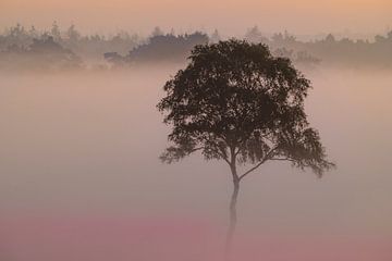 Lever de soleil avec brouillard sur un paysage de bruyère