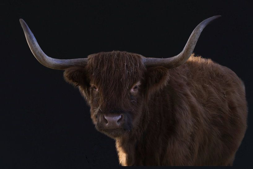 Highlander écossais sur fond noir par Rudi Everaert
