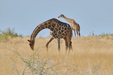 Giraffen in de Savannah van Thomas Marx