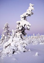 Verschneite Tannen by Wiltrud Schwantz