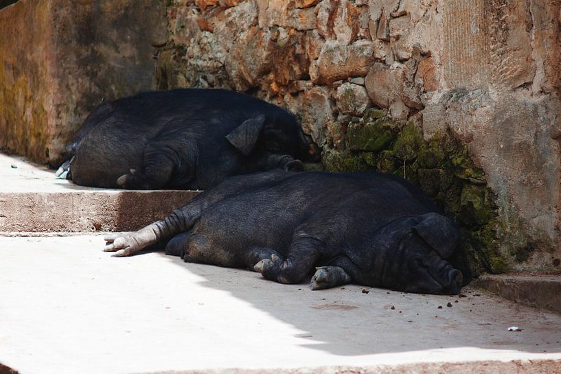 Slapende varkens in de schaduw par André van Bel