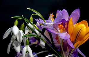 Frische Frühlingsblumen in einer Reihe mit dunklem Hintergrund von Jolanda de Jong-Jansen