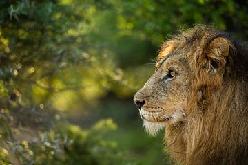 Lion in South Africa by Paula Romein