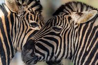 Zebra in het ochtendlicht