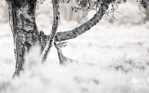 ree bok van Andy van der Steen - Fotografie