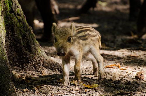 Frishling van Wildfotografie NL