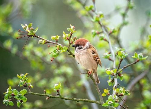 Close-up van een boommus