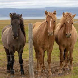 IJslande paarden van Petra van der Zande
